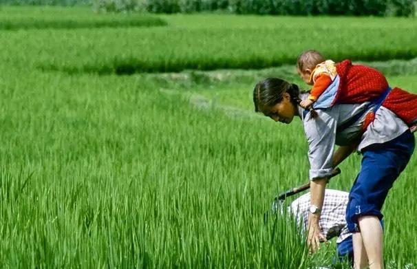 "母田守望者：绿野仙踪笑谈录"