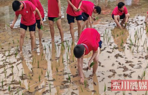 "插秧那些事儿：笑谈农活里的大学问"