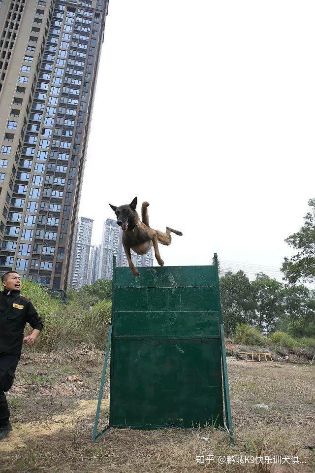 “K9女神忠诚度大揭秘，科技新领域谁主沉浮？”