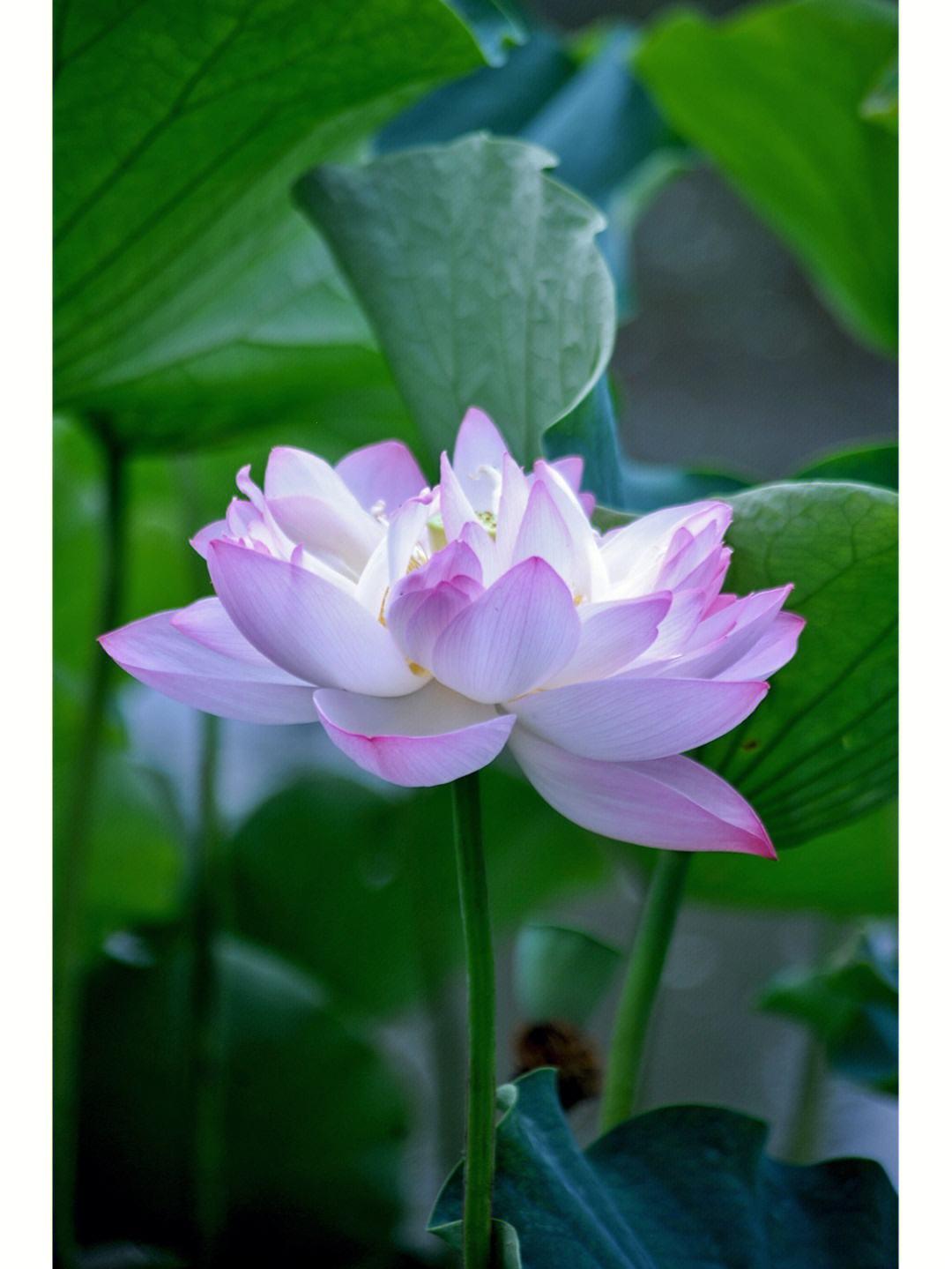 女人半夜莲花开，笑谈江湖一场梦