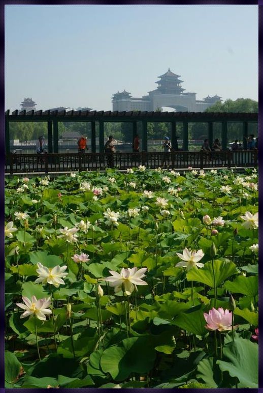 蔚县莲花池的莲花何时开？全民热议背后的一场荒诞喜剧