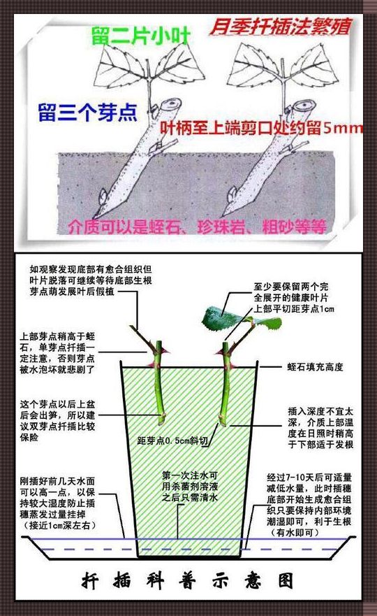 "湖州玩转插花，极限就在笑谈间"