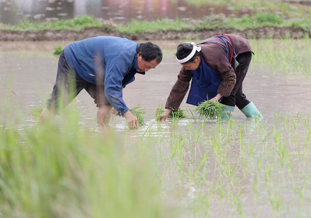 夫妻插秧一百种方法：狂欢创新，突破想象！