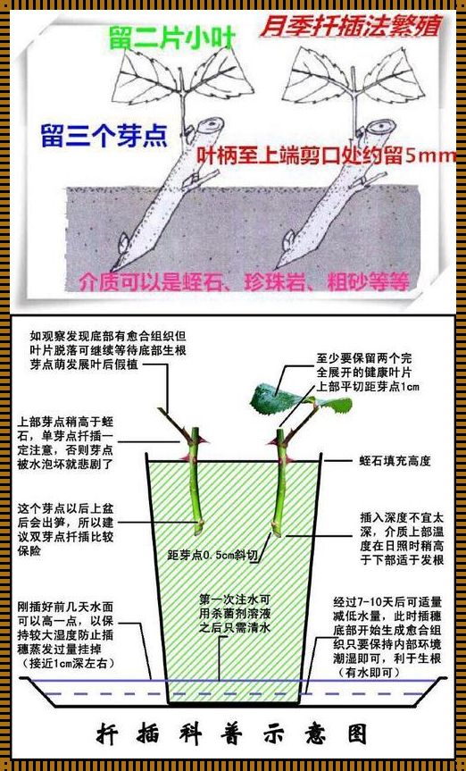 韩式72变，插花界的奇葩盛宴！