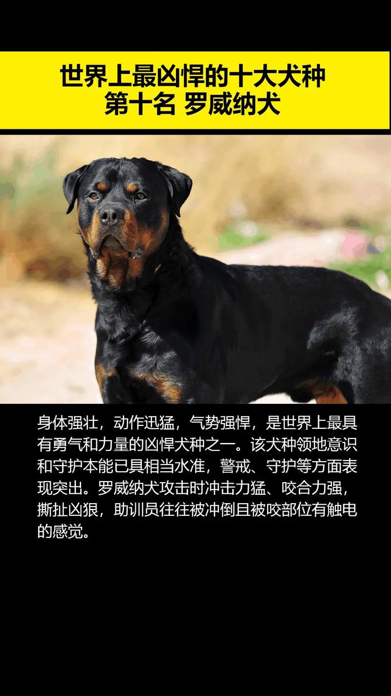 “十大犬霸榜，游戏攻略界的一股泥石流！”