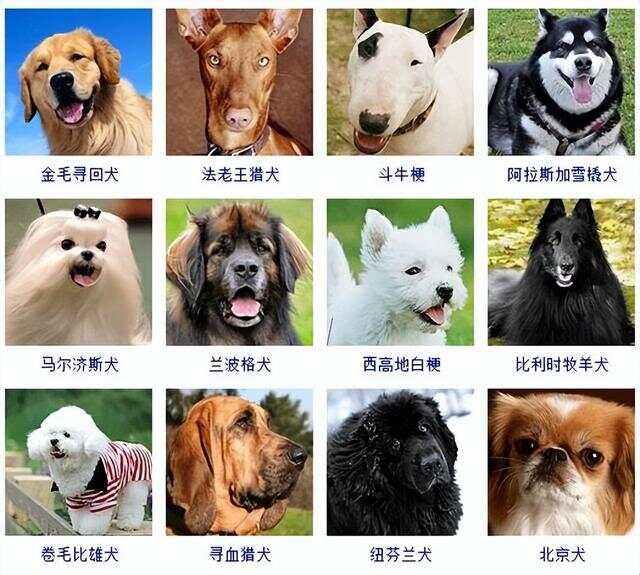 《汪星字典：奇趣犬种图鉴，网间新宠儿》