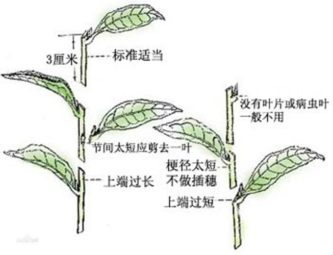 《72插秧奇术，游戏攻略界的“神农秘籍”》