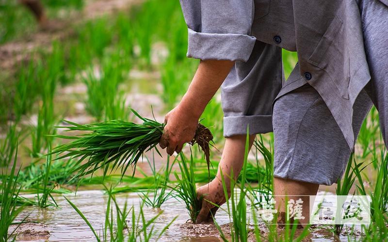 狂炫酷拽插秧图，网友炸裂讨论！游戏攻略界的新风暴！