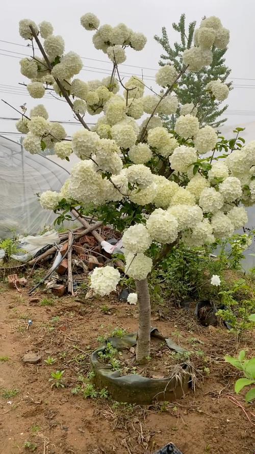 “哎呦我去，这珍贵花木，简直让人笑掉大牙！”