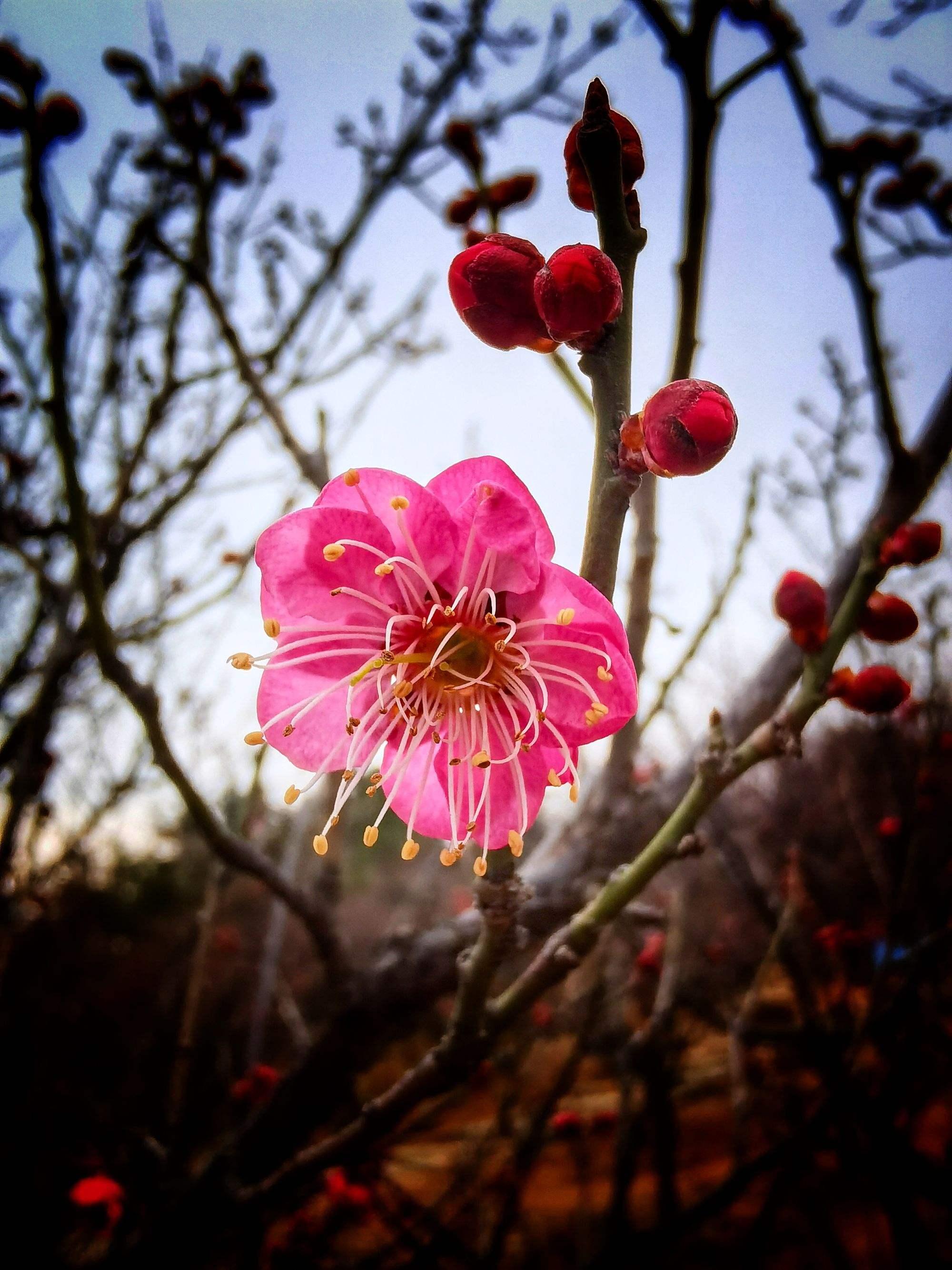 老张传奇：周梅花开，度几春寒，引人侧目