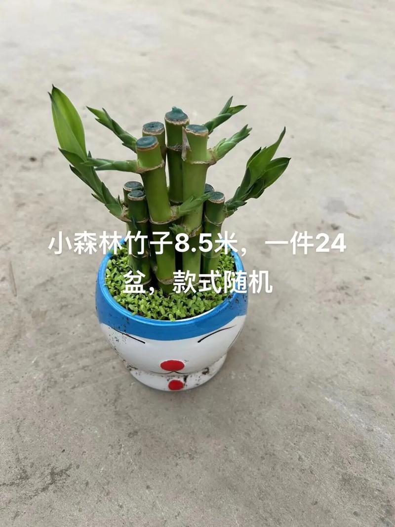 花式掰竹，风骚独领：菜鸟的逆袭手册